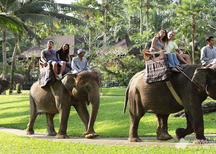 Bali Elephant Safari