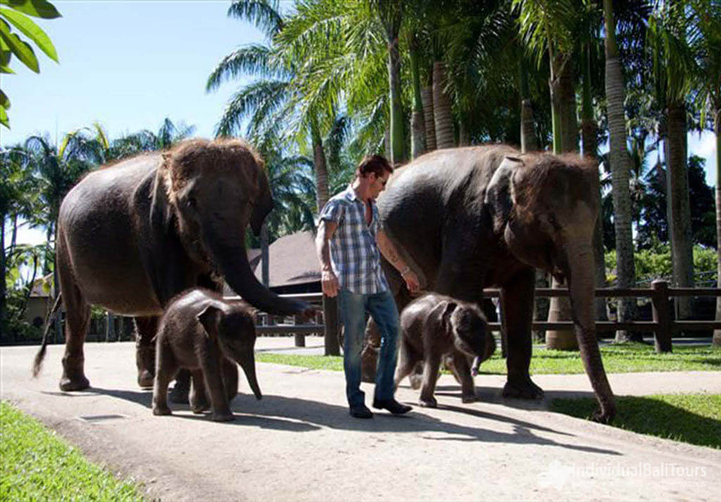 Elephant Safari Ride Tegallalang – Bali Tour Packages: Sightseeing