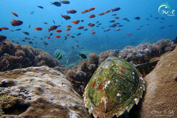 Fantastic Dive In Nusa Dua