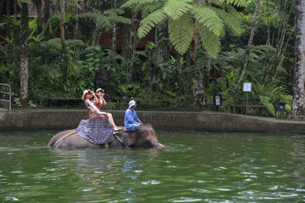 Fun Day with Elephant Safari Ride