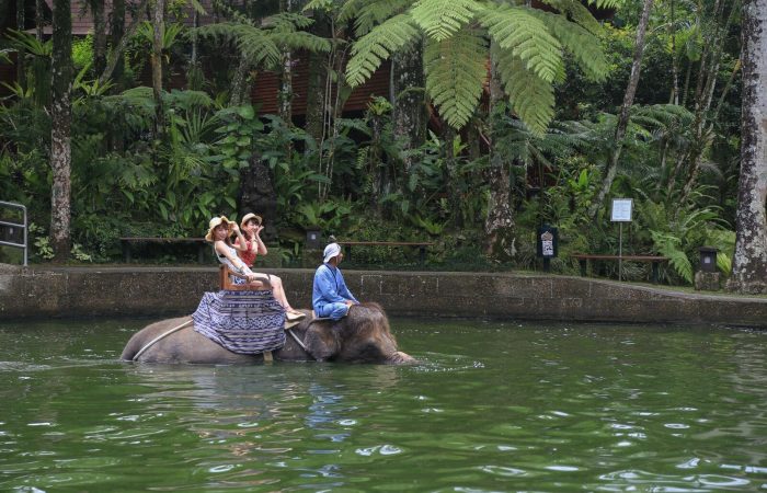 Fun Day with Elephant Safari Ride
