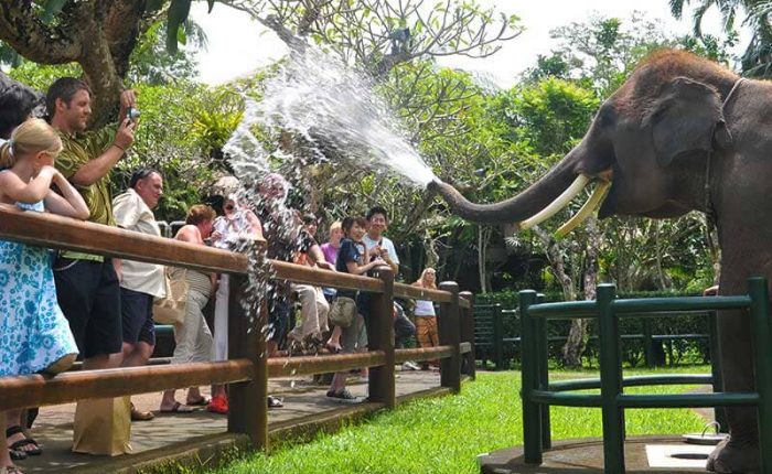 Fun Holiday in Elephant Park Tour